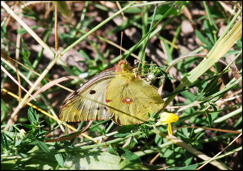 colias 